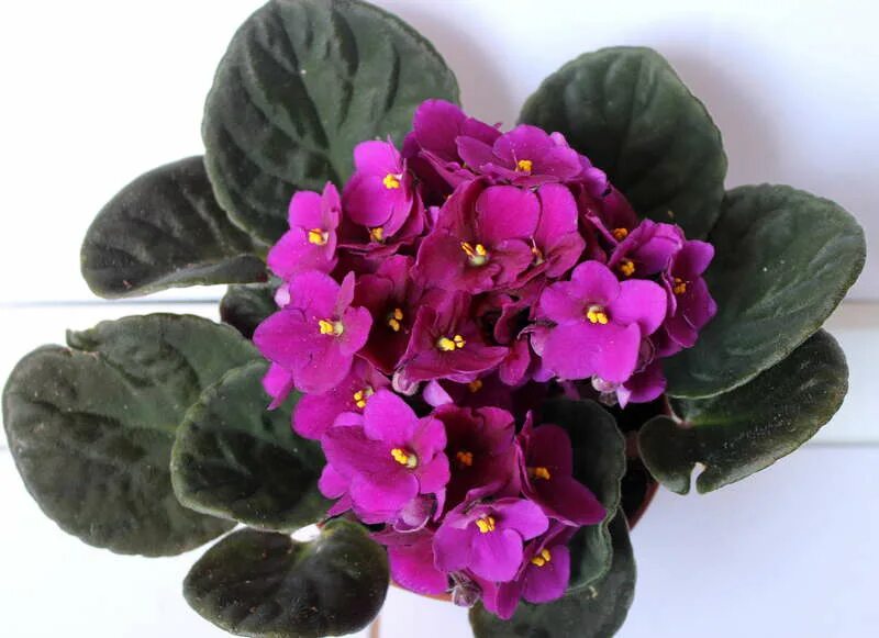 Сорта фиалок (сенполия). Ле розмари. Фиалки сенполии сортовые. Сорт фиалки оленька. Фиалки сенполии сортовые.