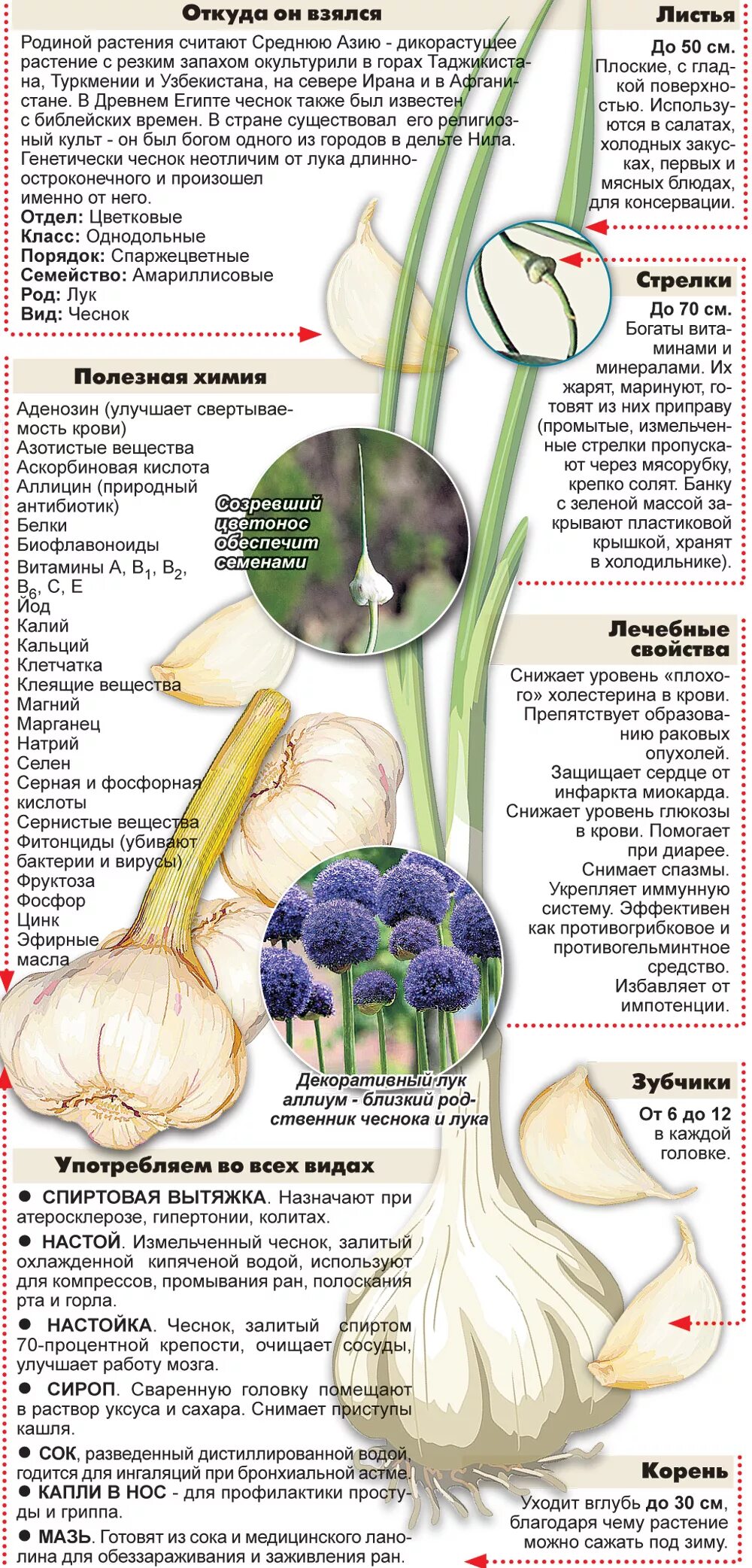 Чеснок. Чеснок польза. Полезен чеснок для.организма. Чем полезен чеснок.