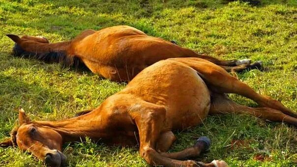 Do You Know How Horses Sleep? Horses, Horse facts, Pet snake