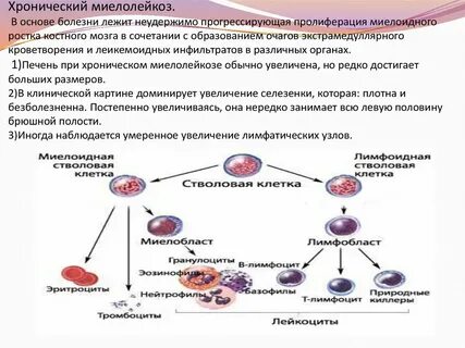 Пролиферация клеток костного мозга