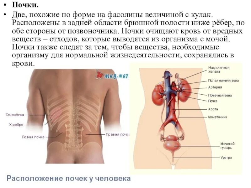 В какой полости тела почки