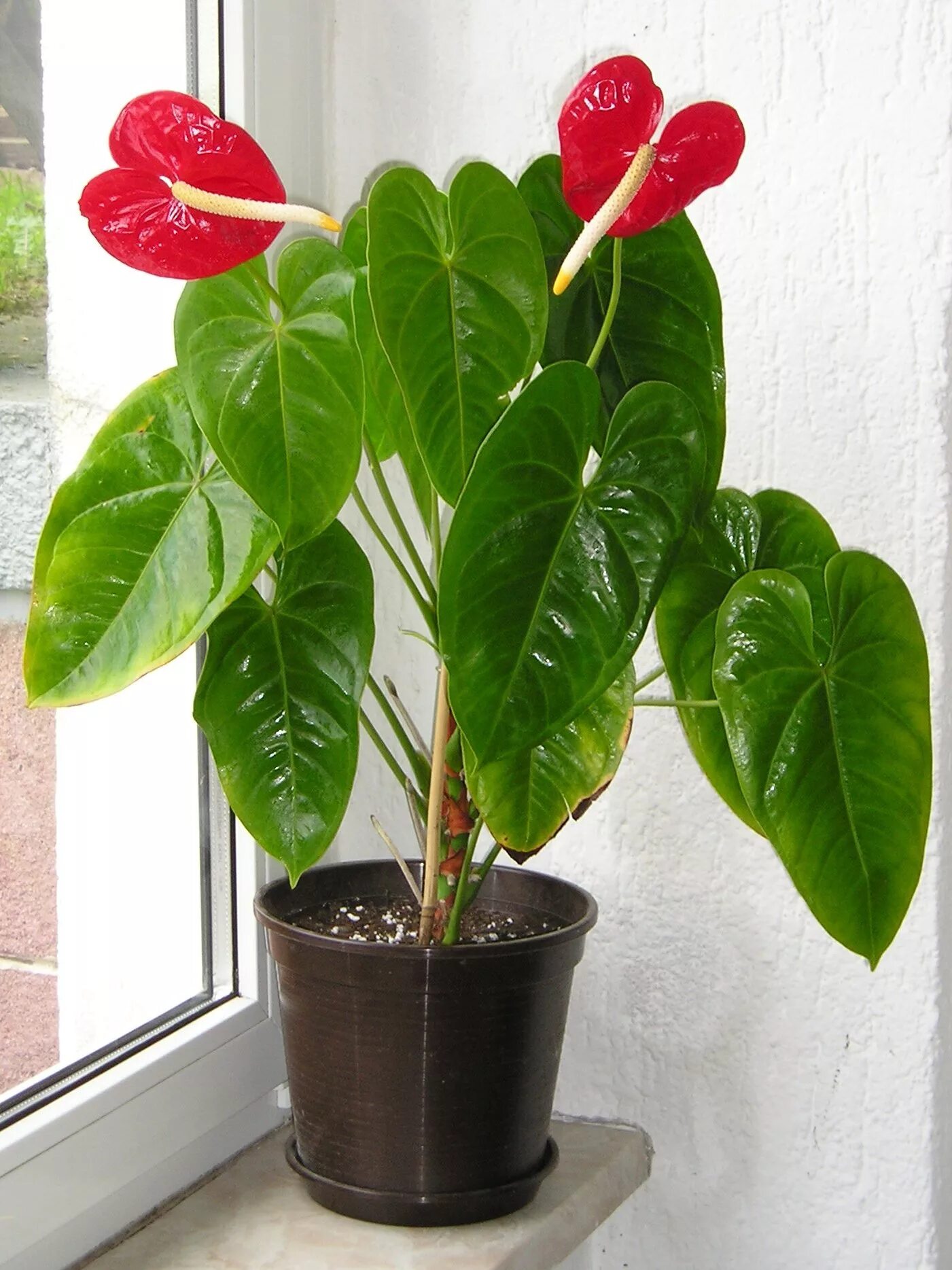 Отросток мужского счастья. Антуриум цветок. Anthurium andreanum. Anthurium andreanum цветок. Антуриум pentaphyllum.