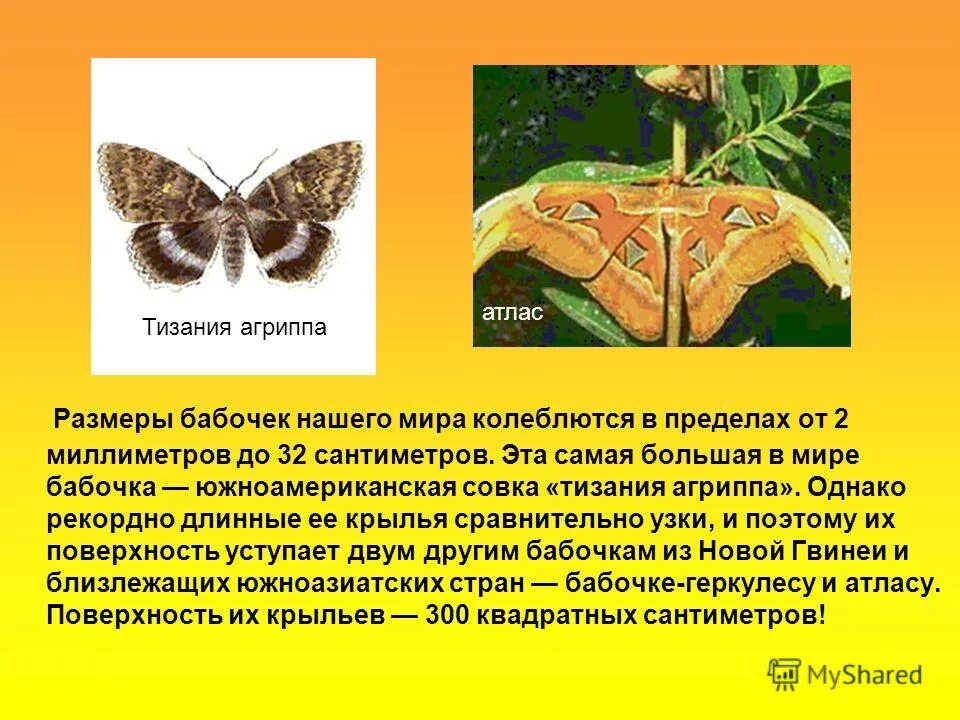 Перламутровая бабочка. Декоративные бабочки. Бабочки на а4. Размеры бабочек. Размеры бабочек.