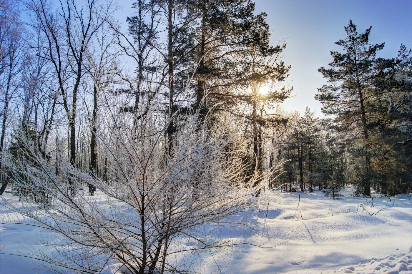 Впр на склоне зимы веселее становится февральский. Февральский лес. Февральский зимний лес. Февральская природа. Февраль в лесу.