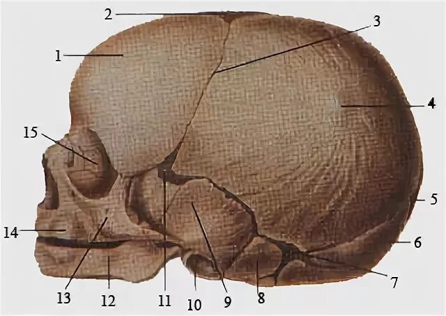 Выпуклая затылочная кость черепа. Бугры черепа новорожденного.