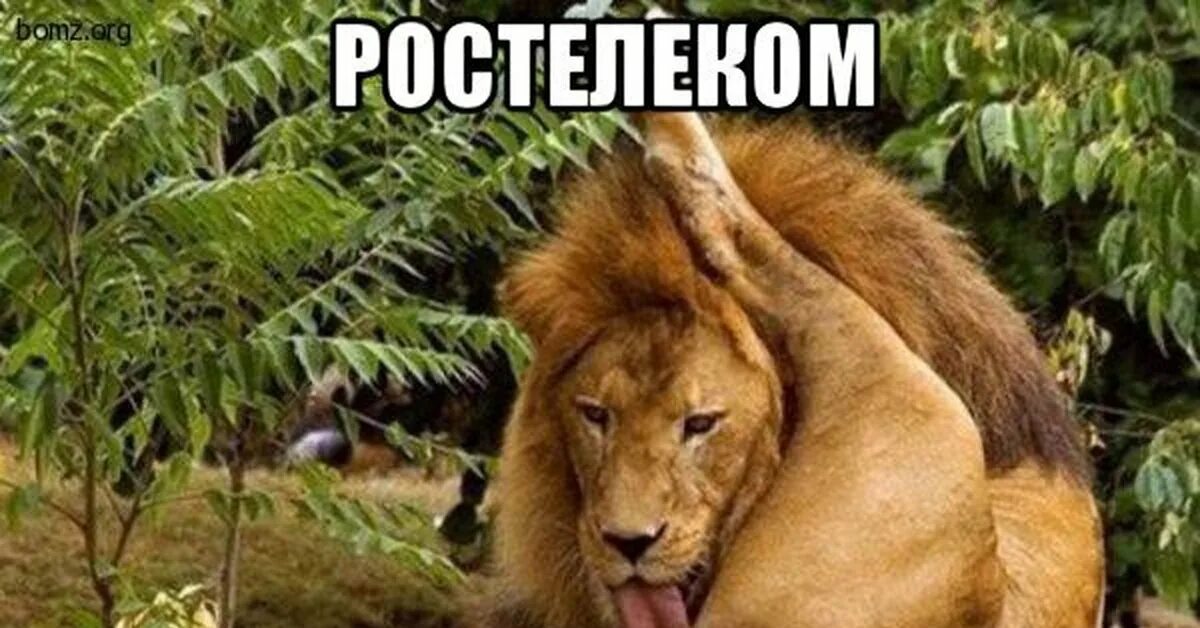 Лев Мем. Лев лижет яйца. Мемы про Леву. Лев лижет