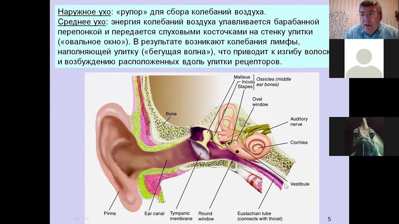 Правильную последовательность слуховых косточек