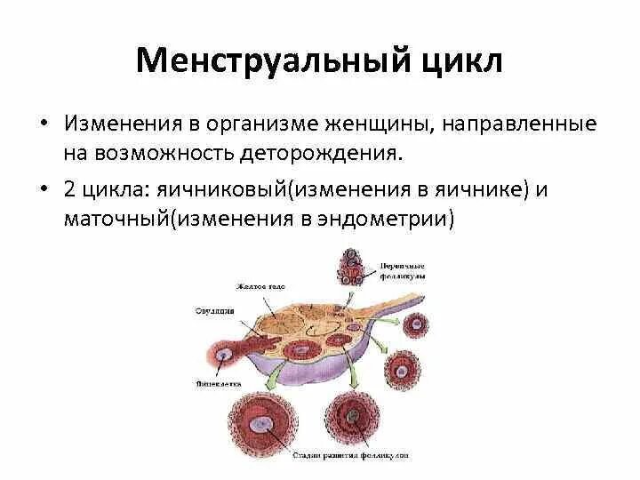 Маточный и яичниковый цикл таблица. Яичниковый менструальный цикл. Яичник овариальный цикл. Менструальный цикл изменения в яичнике. Второй цикл менструационного цикла