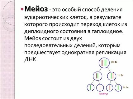 В результате мейоза получаются