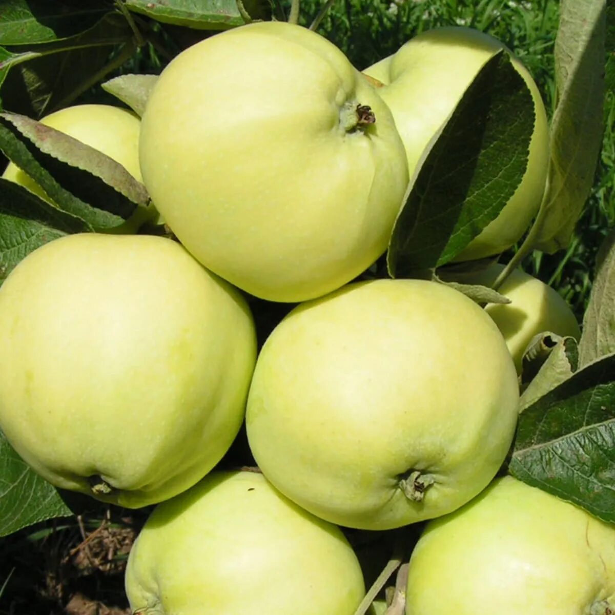 белый налив 4