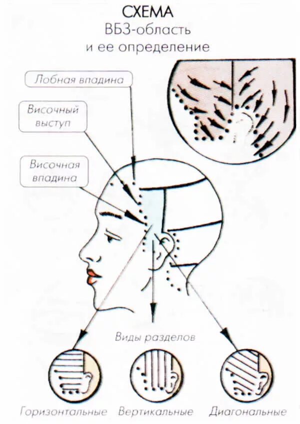 Зона затылка. Деление волосяного Покрова головы на зоны. Парикмахер зоны головы височно боковая зона. Зоны волосяного Покрова головы схема. Схема стрижки волос височно боковых зон.
