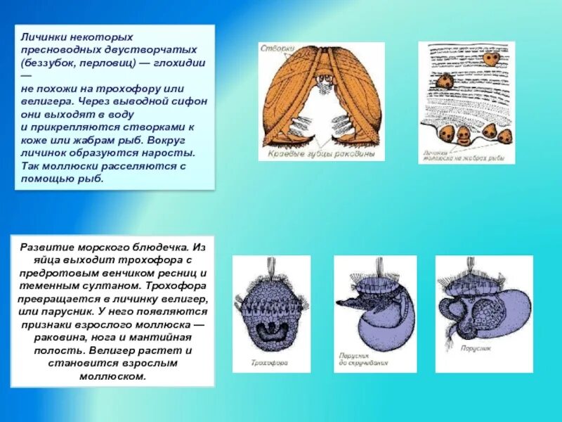 Строение личинки глохидии. Личиночная стадия двустворчатого моллюска. Личинка двустворчатых. Велигер личинка двустворчатых. Личинка двустворчатых.