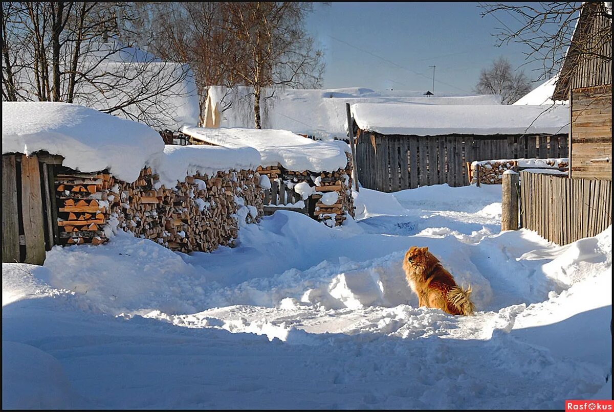 Собаки в деревне зимой. Собака деревня зима. Зимний двор в деревне. Собаки в деревне зимой. Собаки в деревне зимой.