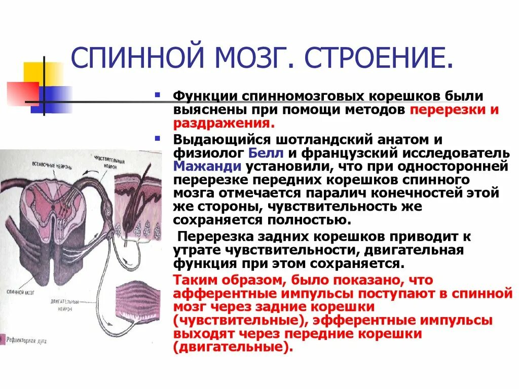 Входят в состав задних корешков спинного мозга. Функции задних Корешков спинного мозга. Функции передних и задних Корешков спинного мозга. Функции передних Корешков спинного мозга таблица. Функции задних и передних Корешков сегментов спинного мозга..