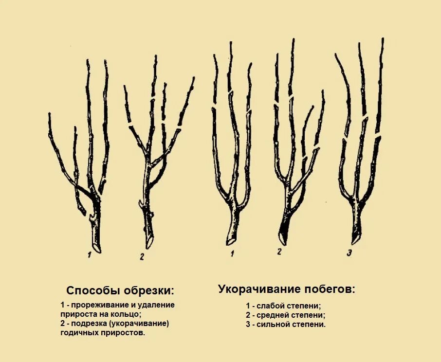 Обрезка молодых яблонь для начинающих. Схема обрезки яблони весной. Схема подрезки груши весной. Схема обрезки колоновидной яблони. Обрезка плодовых деревьев яблонь.