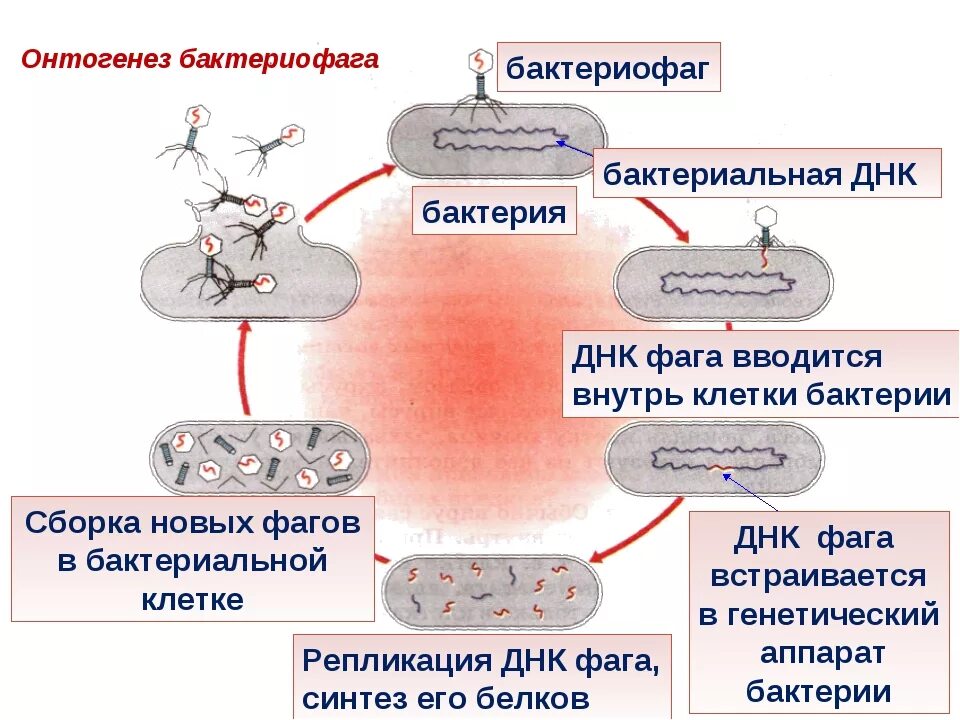 Цикл развития бактериофага схема. Механизм взаимодействия бактериофага с бактериальной клеткой. Этапы заражения клетки вирусом схема. Цикл вируса бактериофага. Наследственный аппарат вируса формы жизни бактериофаги