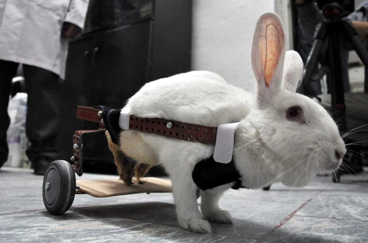 Кролики стучат задними. Кролик на колесиках. Колесо для кролика.