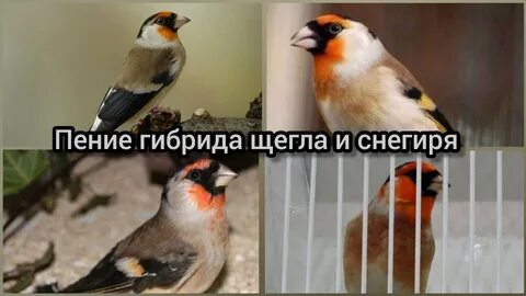 Выполните поиск по словам канарейки и щеглы