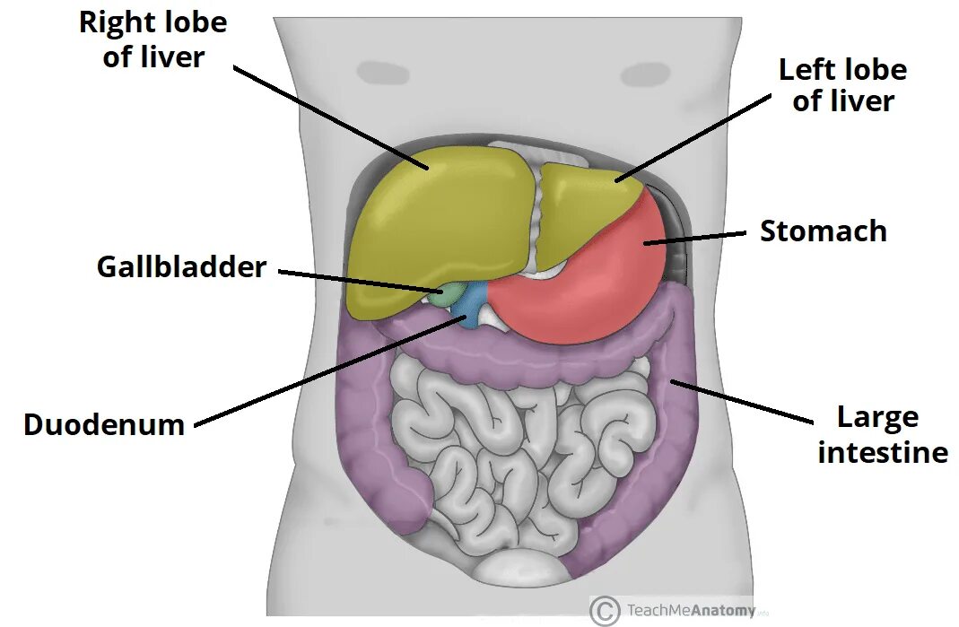 Селезенка армия. Анатомия живота. Анатомия человека внутренние органы печень селезенка. Анатомия печени ребра у человека. Справа печень а слева селезенка.