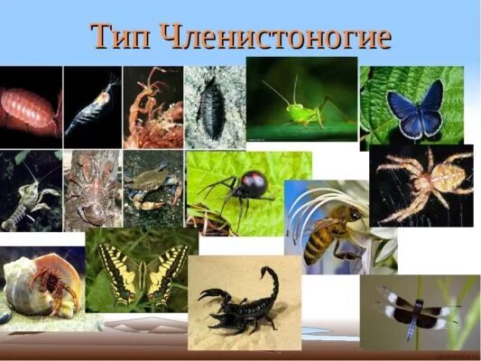 Членистоногие 3 представителя. Членистоногие 3 представителя