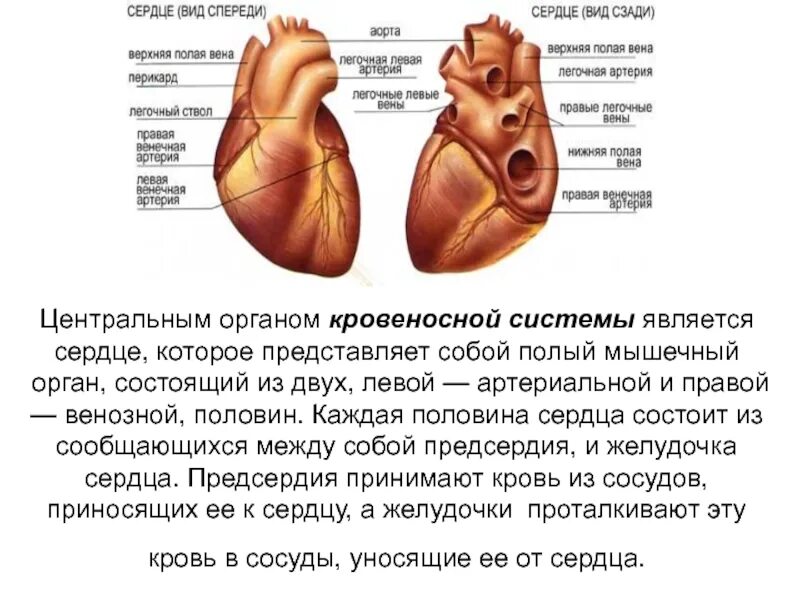 Левая и правая половина сердца. Отличие правой и левой половины сердца. Правая половина сердечка.