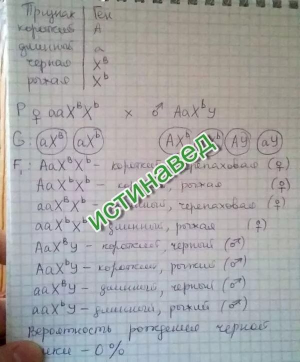 У кошек черный ген окраски шерсти доминирует над геном рыжей окраски. У собак черная окраска шерсти доминирует над коричневой. У собак короткая шерсть доминирует над длинной. У морских свинок ген черной окраски доминирует над геном. У кошек ген черная окраска определяется доминантным.