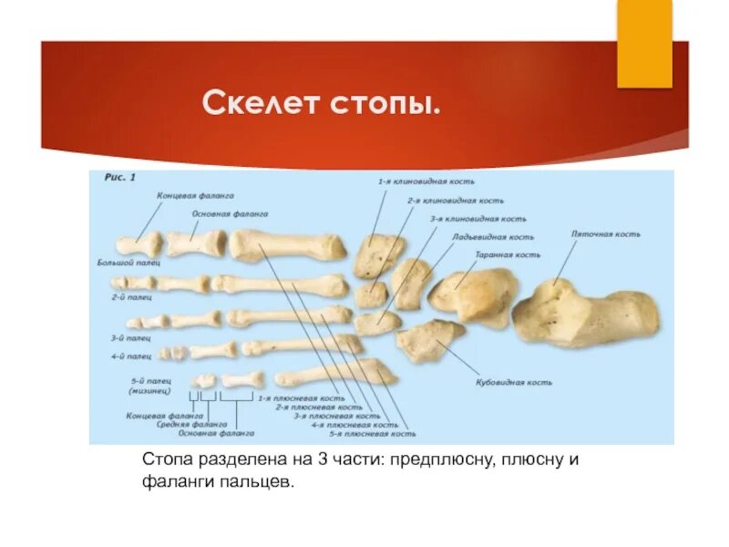 Фаланги стопы. Фаланги пальцев стопы анатомия костей. Основная фаланга стопы анатомия. Основная фаланга пальца стопы анатомия. Анатомия дистальная фаланга 1 пальца стопы.