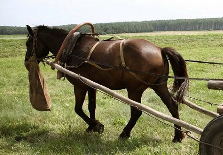 Торба сумка в старину. Списанная торба. Торба him. Списанная торба. Носиться как с писаной торбой значение.