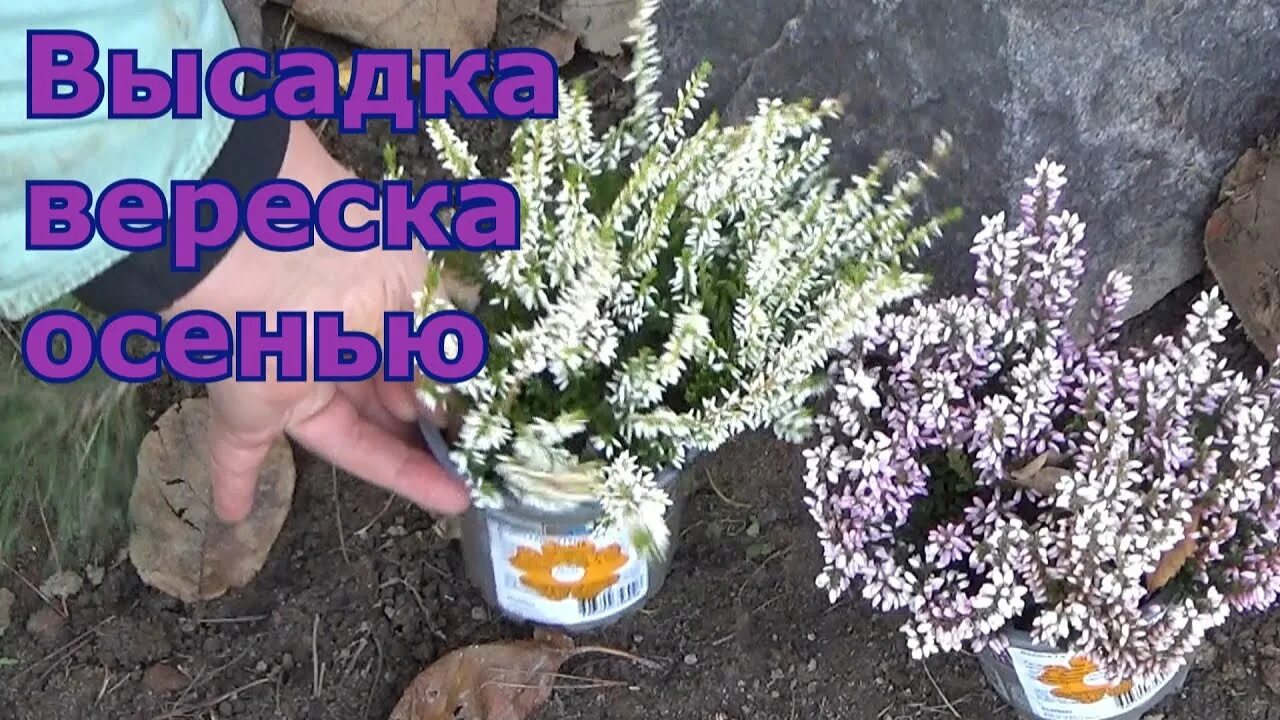 Вереск в открытый грунт осенью. Вереск посадка и уход в открытом грунте. Вереск kinlochruel. Вереск elsie purnell. Вереск альпийский.