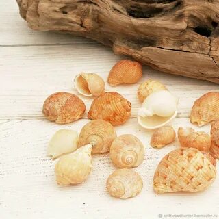 3 ракушки