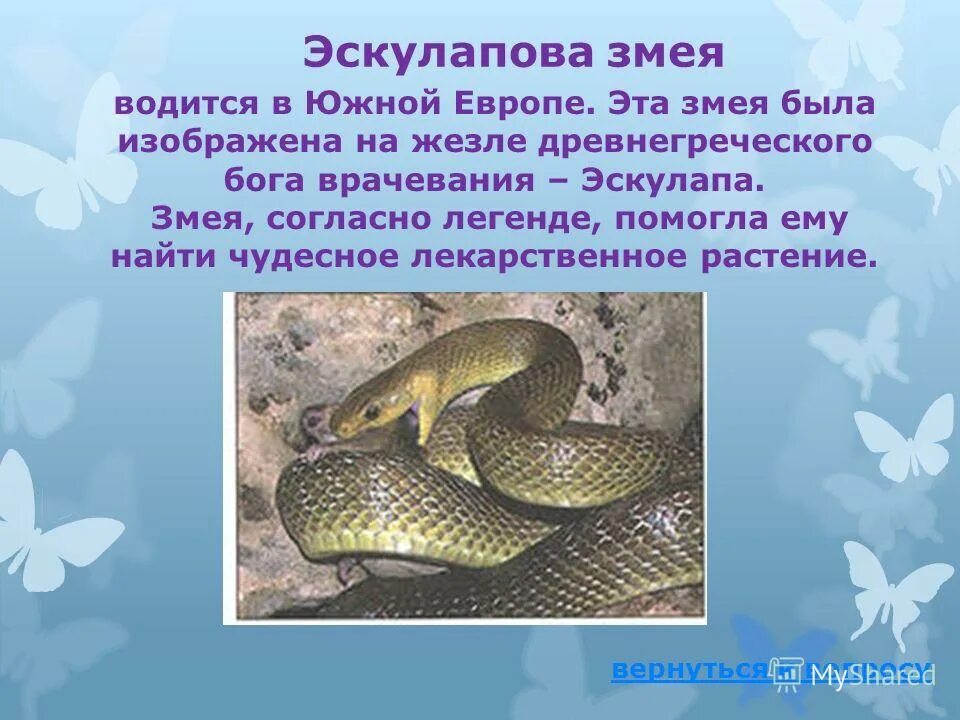 змеиная какое прилагательное. загадки о змеях. змея какая прилагательные. змеиная какое прилагательное. вопросы о змеях.