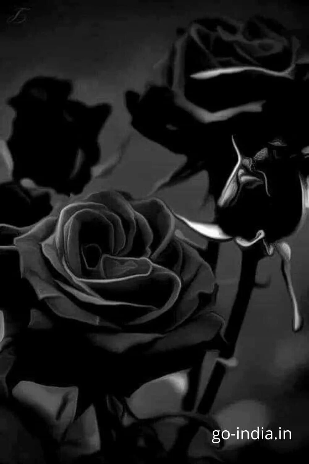 Черный пояснение. Серые розы. Темные розы.