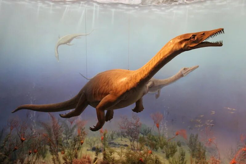 Водные динозавры. Плезиозавр. Динозавр Плезиозавр. Динозавр с длинной шеей который плавает в воде.