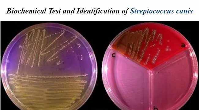 Тест на стрептококки в аптеке. Streptococcus agalactiae токсигенность. Streptococcus agalactiae микробиология. Бактерия Streptococcus agalactiae.