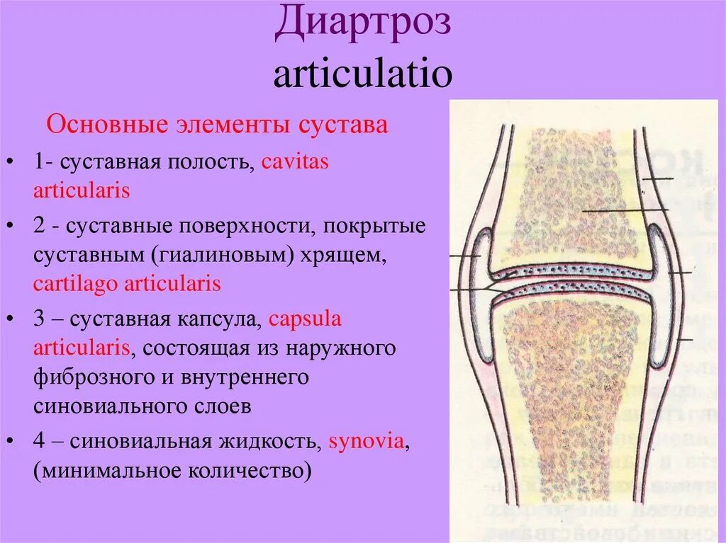 Прерывные соединения костей. Диартрозы строение сустава. Соединение костей строение сустава классификация суставов. Прерывные соединения костей диартрозы. Диартроз соединение костей.