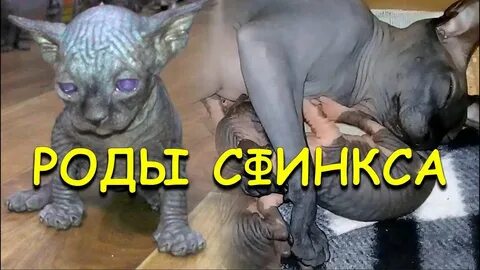 Роды сфинксов