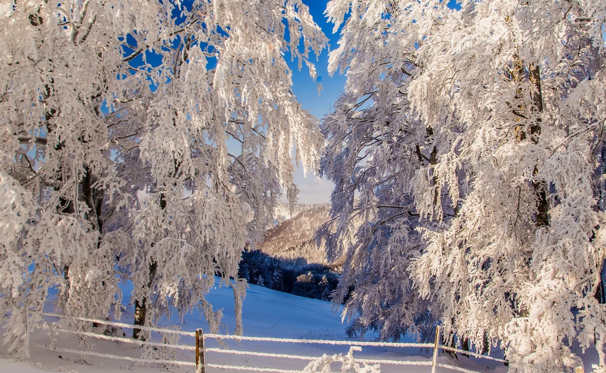 Зимнее дерево. Красивая зима. Снежные деревья. Заснеженные деревья. Красивая природа февраль