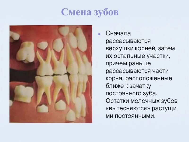 Молочный зуб четверка строение. Зачатки молочных и постоянных зубов зубы.