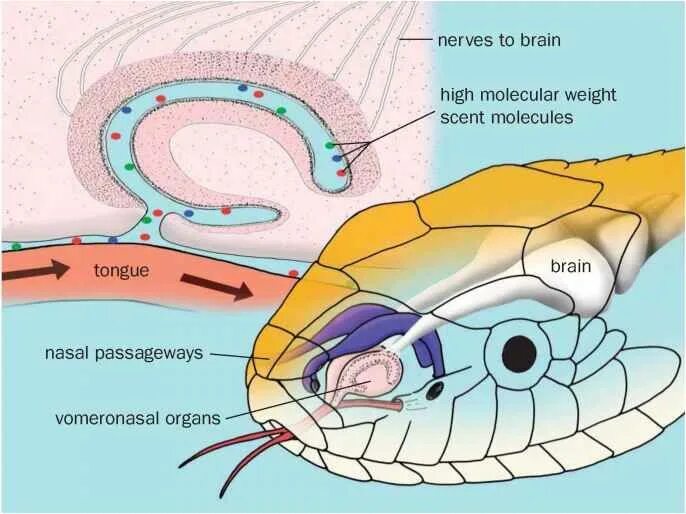 Орган Якобсона у змей. Нервная система и органы чувств рептилий. Органы слуха рептилий строение. Якобсонов орган у рептилий. Слух змеи