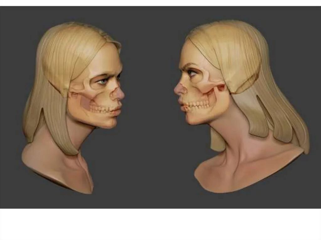 3d голова черепа. Cranium анатомия. череп человека анимация. череп головы женщины. голова черепа анимированная.