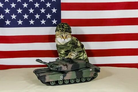 Коте комбат
