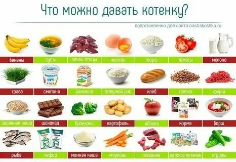 Масло подсолнечное кошкам можно. Масло подсолнечное кошкам можно