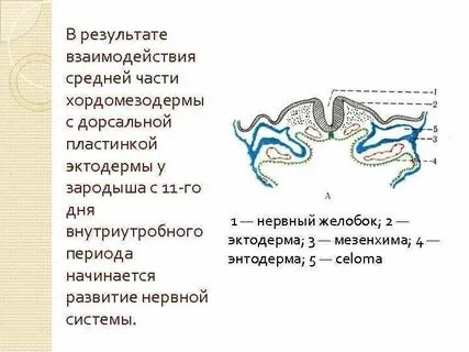 Нервная эктодерма