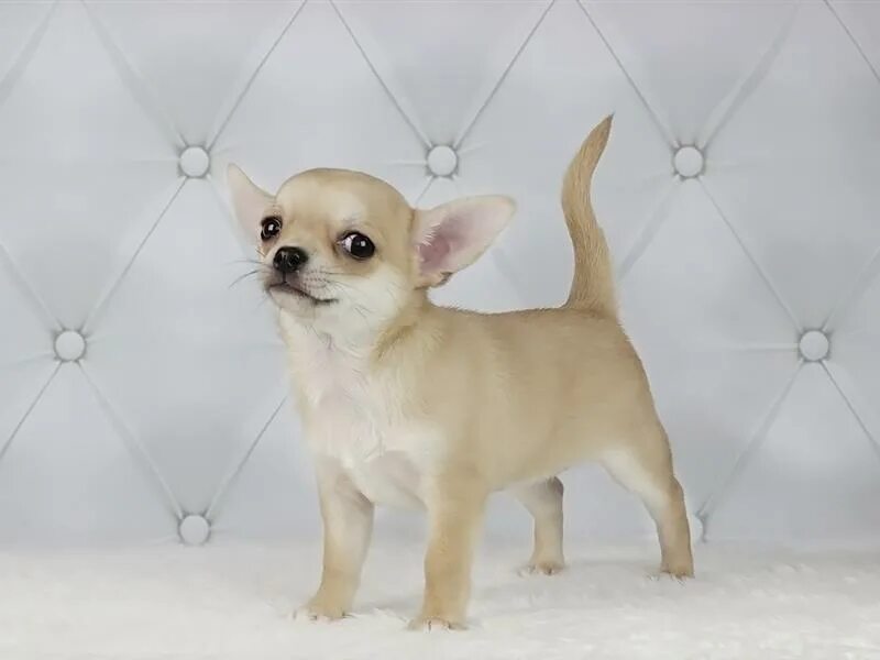 Щенки чихуахуа в москве. Порода чихуахуа. Чихуахуа мини гладкошерстные. Собачки чихуахуа мини. Чихуахуа мини.