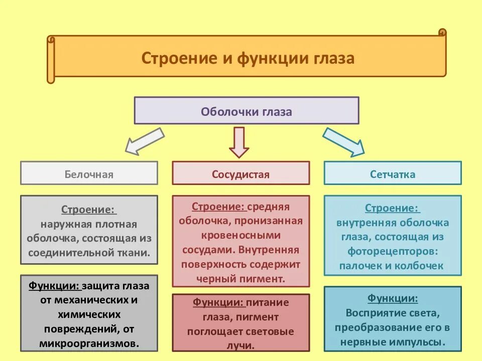 Функции глазных оболочек. Функции оболочек глаза. Оболочки глазного яблока и их функции. Оболочки глаза строение и функции.