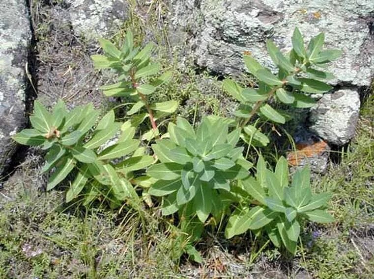 Молочай Палласа Euphorbia fischeriana. Молочай Палласа корень. Молочай Палласа Фишера. Молочай Забайкальский.