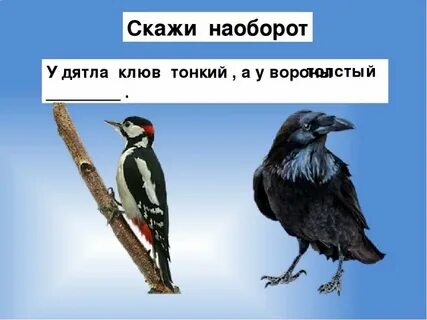 Скажи птиц