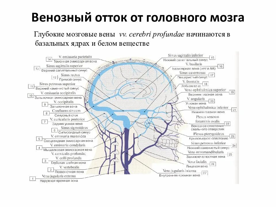 Вены головного мозга. Поверхностная средняя мозговая Вена. Венозная система головного мозга отток крови. Венозный отток головного мозга анатомия. Схема оттока венозной крови головы.