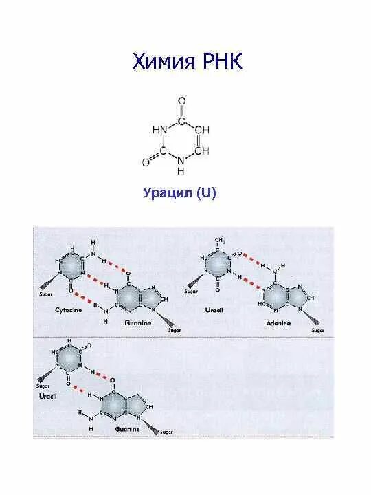 Рнк тимин урацил. Урацил и гуанин водородные связи. Строение РНК аденин + урацил. Урацил химическая формула. Урацил строение молекулы.