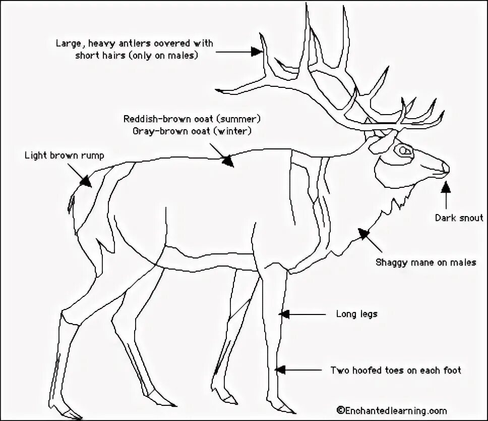Какая часть лося. Строение Северного оленя. Анатомия Северного оленя. Северный олень части тела. Олень строение тела.